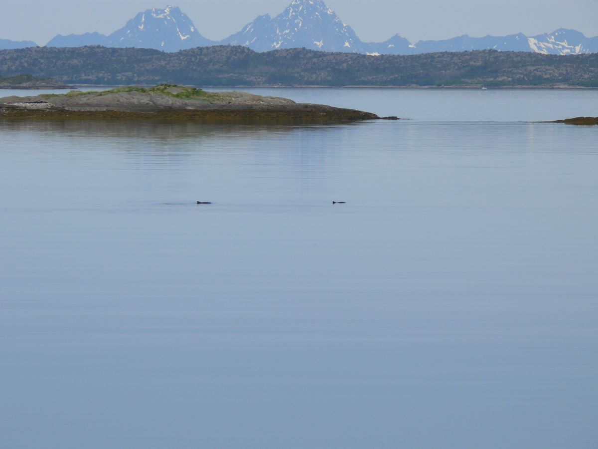 Sommarsetvika Bogøy route 835