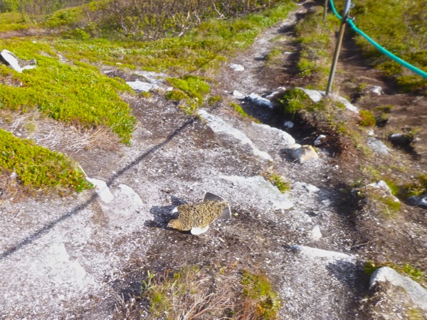 Sommarøy