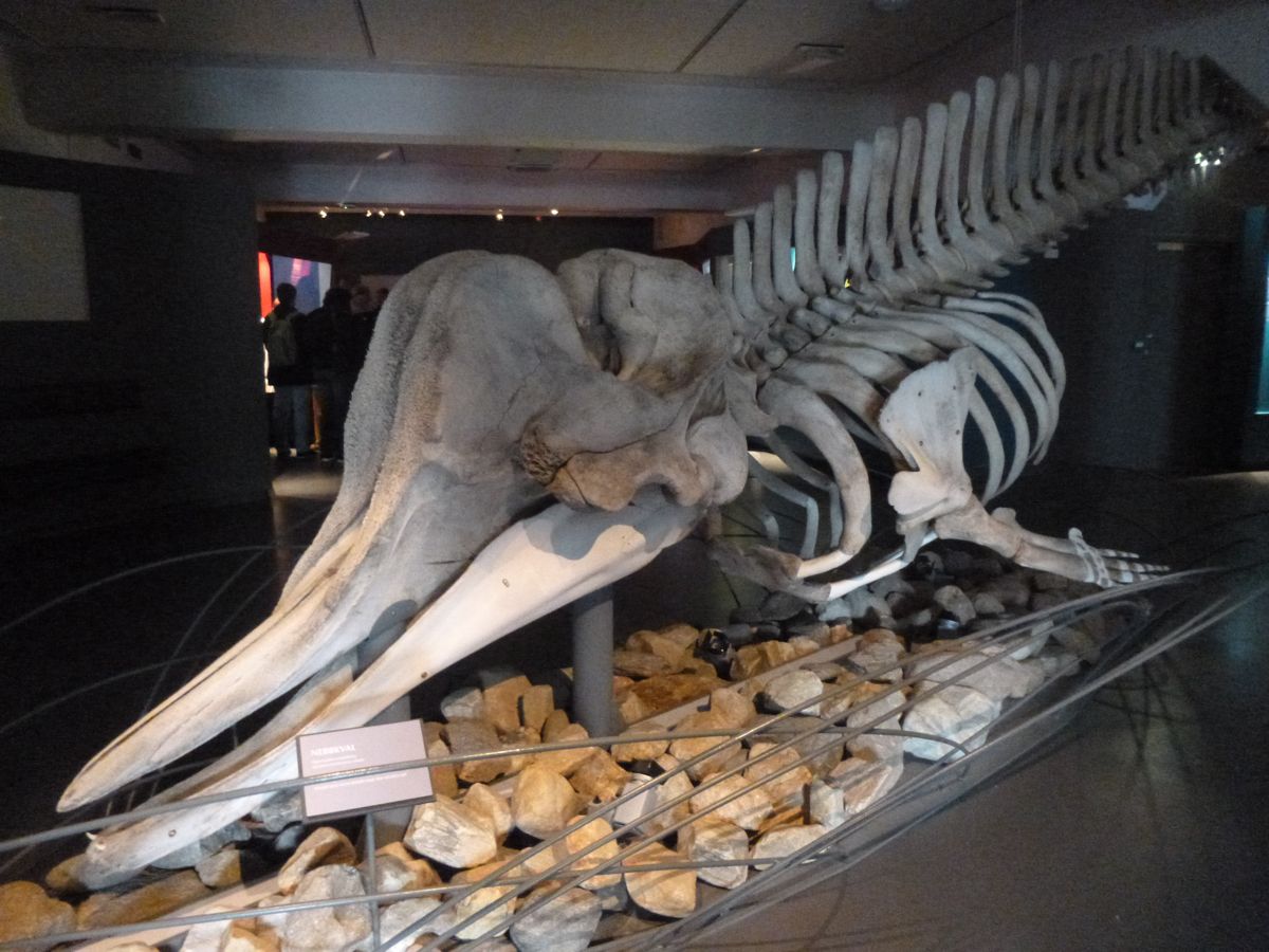 Musée de Troms