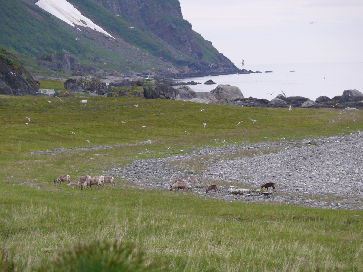 Sur l'île d'Arnoya - 029