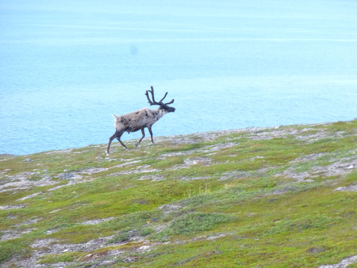 Environ de Brennvik