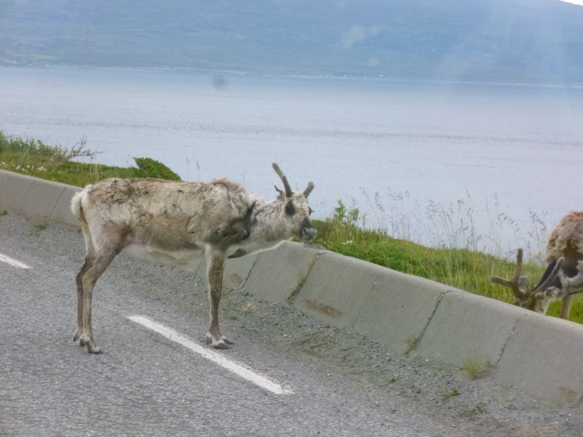 Kvalsundbrua (Hammerfest)