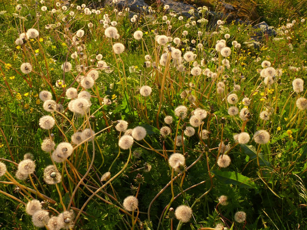 Gjesvær, Nordkapp