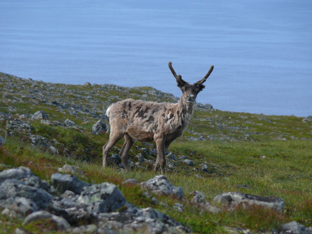 Gjesvær, Nordkapp