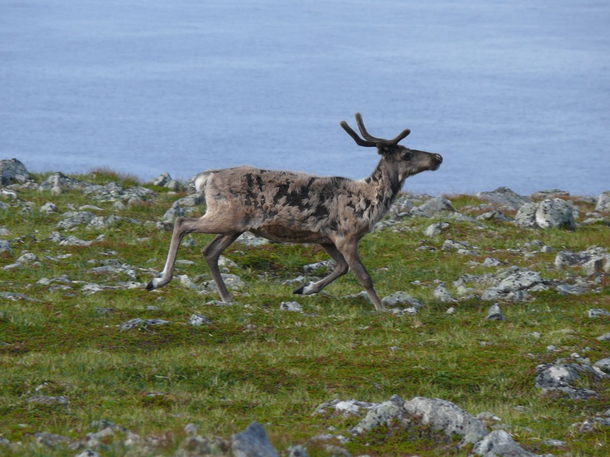 Gjesvær, Nordkapp