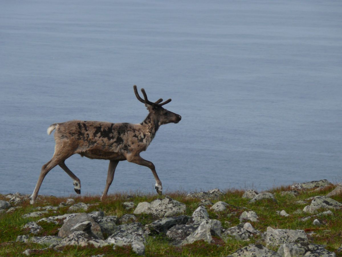 Gjesvær, Nordkapp