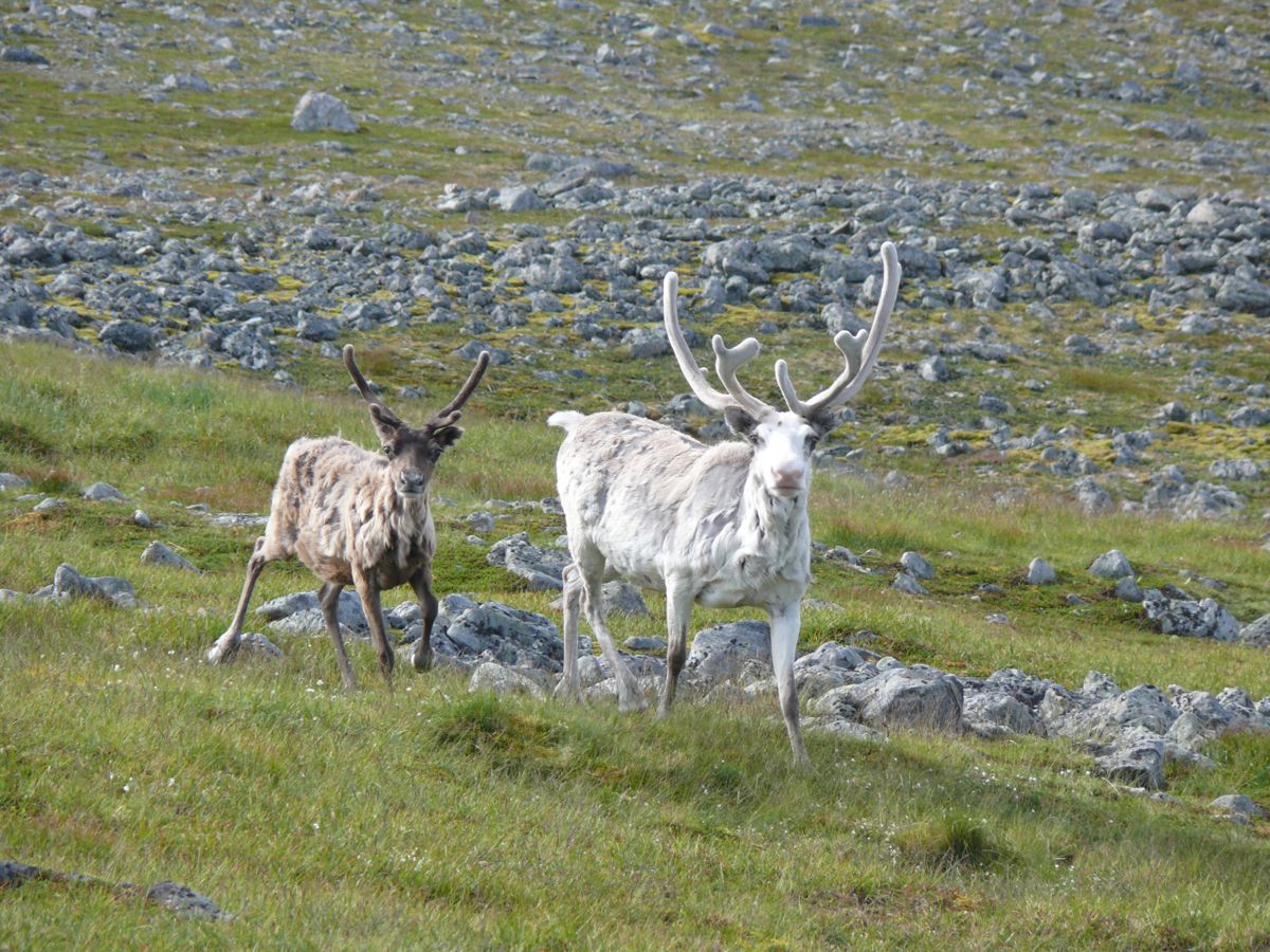 Gjesvær, Nordkapp